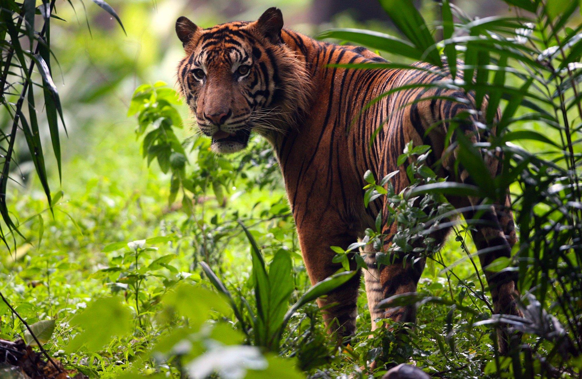 Wildlife conservation. Фауна Индонезии. Растительный и животный мир Индонезии. Мир животных Индонезии.